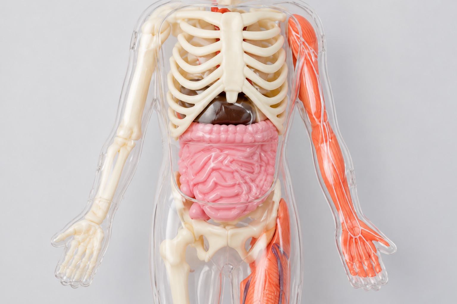 Modelo anatómico del torso humano con el intestino visible.